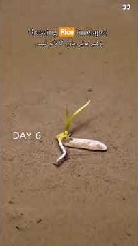 Rice from seed to plant in first 16 dates #farmers @abidnestle7555