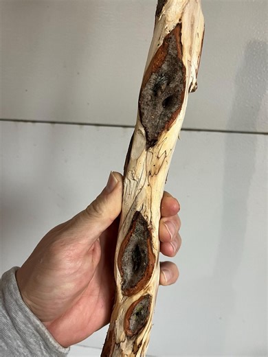 43” Diamond Willow (COLORFUL & RAISED 20  <>s) *you Carve* Cane, Carving Blank, Walking Stick, Twisted Wood, Dead - Etsy