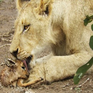 4.9M views · 13K reactions | Lioness Protects a Baby Antelope | Daily Reptile | Facebook