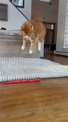 Orange Cats Have Zero Chill 😹🧡 American Cat Vibes