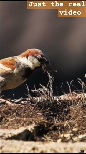 Sprrow Bird 🐦 just the real video#birds #shortvideo