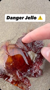 Danger Jello #animals #nature | Jacob Colvin