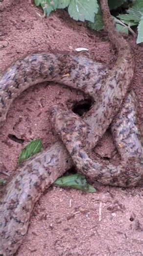 A scene of a cobra crawling into a chicken coop, with a sad ending. #cobra #snake #video #animal ...