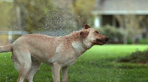 Download Wet dog shaking off in slow motion, shot on Phantom Flex 4K for free