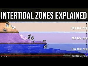 Intertidal Biome