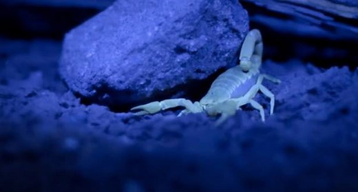 Why do scorpions glow in the dark? Scientists are unsure, but it’s certainly a marvelous sight. | National Geographic