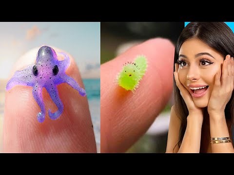 TINY Animals you wont believe exist