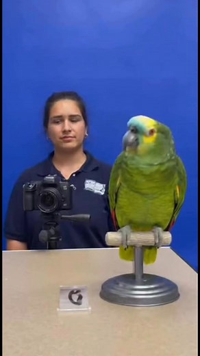 📸 Even parrots can’t survive the DMV photo! 💬 No smiling?! But I’m very handsome! Make my beak look pointy!😂 This worker completely lost it — and honestly, same. #ParrotComedy #TalkingParrot #FunnyAnimals #BirdTok #DMVHumor | Savage Parrot