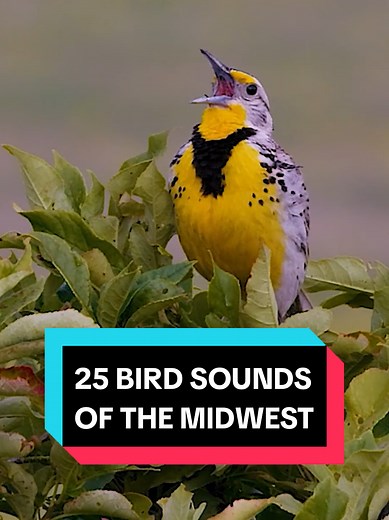 25 Midwest Bird Sounds from Theodore Roosevelt Park