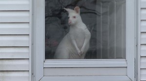 'You don't have to see physical issues': The laws on exotic pets