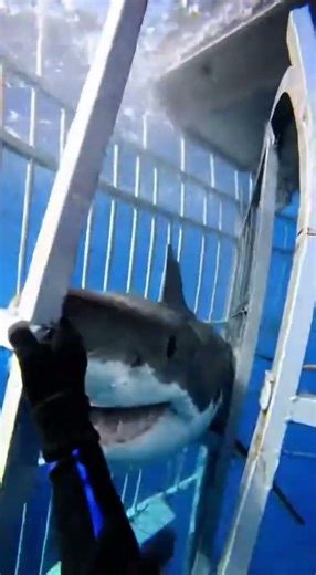 #SharkAttack#SharkAttacks#SeaPredator#OceanPredators#SharkFootage#DeepSea#WildOcean