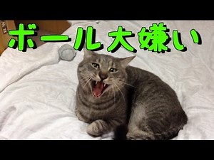 ボール嫌いな猫とフェルトボール Felt ball and cat hate ball