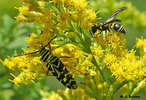 Beautiful in yellow and black: The locust borer,  Megacyllene robiniae  — Bug of the Week