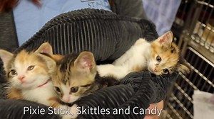 14K views · 306 reactions | *Due to techincal difficulties, today's live feed is not live* The Virtual Adoption Floor for Friday June 12, 2020. Now is a great time for an addition to your family. If you are interested in any of the animals featured here, please call 866-MHUMANE. | Michigan Humane | Facebook