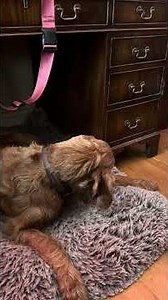 Bruno settles in for a few hours of online psychotherapy, under my desk. #existential #bruno