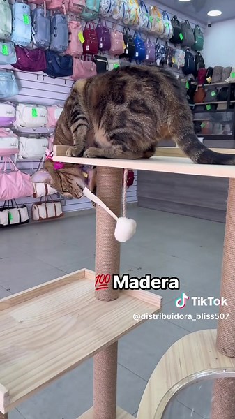 distribuidora_bliss507 on TikTok