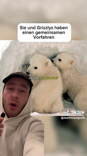 Eisbären: Anpassungen und Überleben in der Arktis