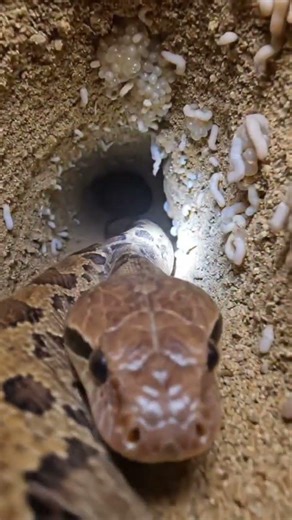 Micro Camera Journey Inside Underground Desert Burrows | Real Snake Cam
