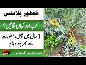 Date Palm (Khajoor) Plant | When and Where to Grow | Full Care Tips | Master Plants