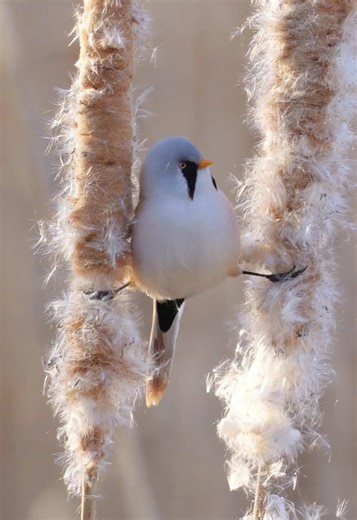 Gymnastics moments#birds #funnybirds #wildlife #naturelover | bird