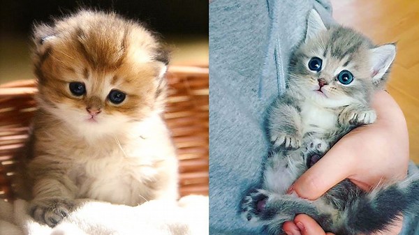Basket kitten and gentle cuddle