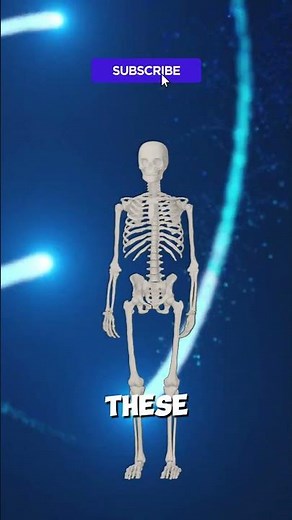 How 300 Bones Become 206 in Adults through Ossification