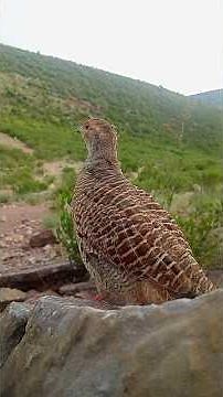 Partridge Sound Effect | Teetar Natural Call in Forest