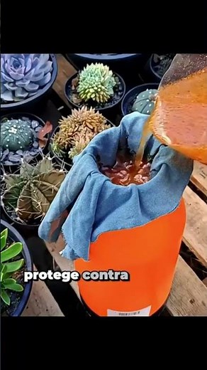 Want to discover how to care for your plants? Watch the full videos on the channel! - @wenyplantas