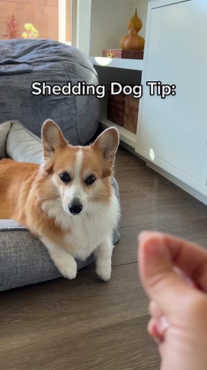 Corgi Shedding: Tips for Keeping Your Couch Clean