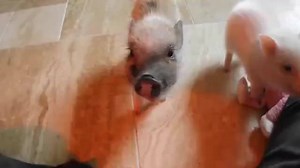 4K views · 123 reactions | AZ Micro Mini Pigs on Reels | Facebook