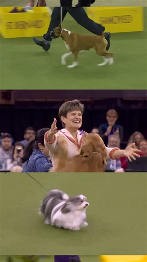 History comes full circle at Madison Square Garden. Witness legendary #WestminsterDogShow winners step back into the ring on February 2. Don’t miss this milestone moment. Tickets are on sale now at: https://bit.ly/WKC2026Tickets. #WKC150 | Westminster Kennel Club Dog Show