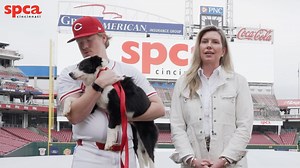 2.4K views · 15 reactions | The Silent Auction is now LIVE, no ticket to Fur Ball needed to participate! Bid now, bid often. Thank you to the Cincinnati Reds and Andrew Abbott for supporting our mission! ⚾️ LINK ⬇️ . . https://e.givesmart.com/events/xJx/i/ | SPCA Cincinnati | Facebook