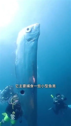 The World's Longest Ribbonfish: 11 Meters of Sea Marvel