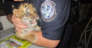 New images of endangered Bengal tigers in Bhutan