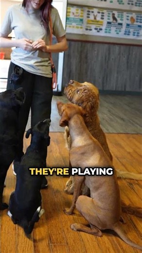 ⚡️🐶🛑 Teach Your Dog Impulse Control! Perfect Dog Focus Hack! 🎯🐕🤫 #dogtraining #pets #doglife #puppy