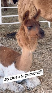 Yeah, we got cows. And chickens. And pigs. And … goats and sheep and an ostrich and llamas and horses and a bear and ponies and camels and turtles and … YOU. All Roads Lead to Fun with animals up close and personal. | Nebraska State Fair