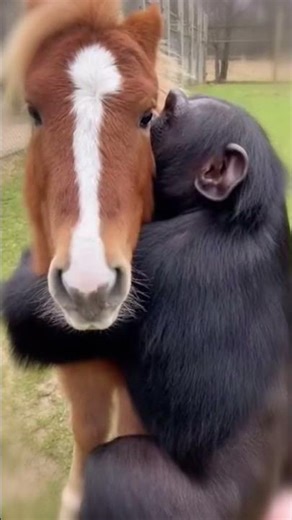Pony Surprised His Chimp Friend After Missing Him 😍