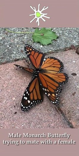 Mating Monarch Butterflies