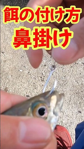 【餌の付け方・鼻掛け】🔰泳がせ釣り・ノマセ釣り#餌付け方#アジ#青物#泳がせ釣り#ノマセ釣り#釣り好き#魚釣り#堤防釣り#shorts