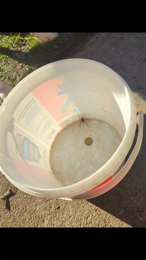 Lady sniffing the spider's butt  | Lynette Bell | Facebook