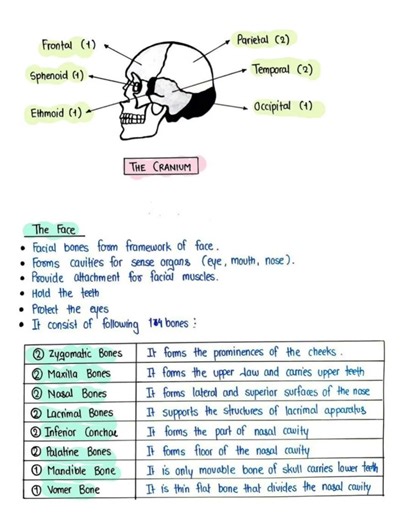 Axial skeleton full details notes #pharmacy #shortsfeed #shortsviral