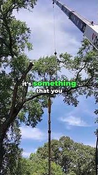 Tree Climbing Dangers - Safety First for Arborists