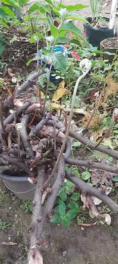 Portuguese lace fern #shorts