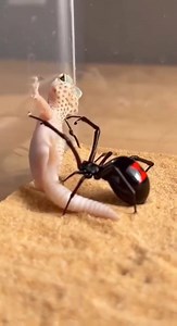 A thrilling face-off between a quick-striking spider and a wall-climbing gecko. Who comes out on top when speed meets agility? #SpiderVsGecko #Wildlife #NatureBattle #AnimalFacts #PredatorVsPrey #Gecko #Spider #NatureLovers #WildlifeWorld | SpiderVerse Wild