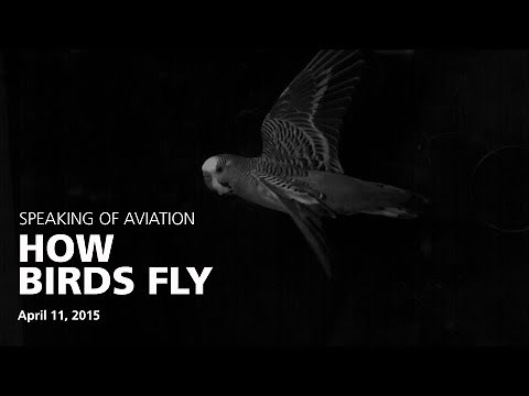 How Birds Fly with Dr. Peter Cavanagh