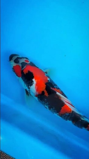 Koi Carp..#exoticaquariumfish #fishing #fishkeepinghobby