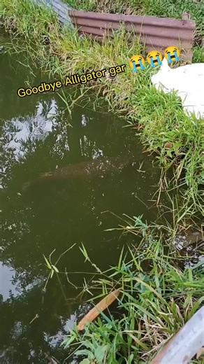 Understanding Alligator Gar Feeding Habits and Care