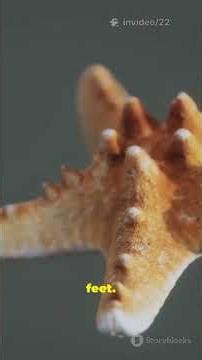 10 Starfish Facts You Won’t Believe (in 60 seconds!)