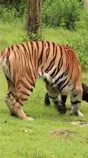 A gorilla's baby was attacked by a gorilla and the gorilla came running from behind.