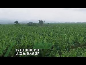 A tour of the banana zone - TvAgro by Juan Gonzalo Angel Restrepo